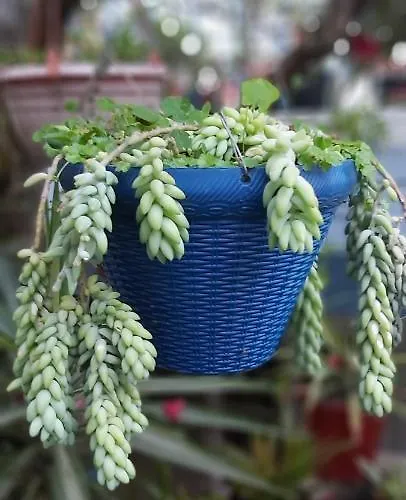 The Shire Kalimpong