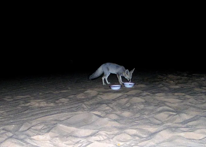 Western Desert Hotel & Safari