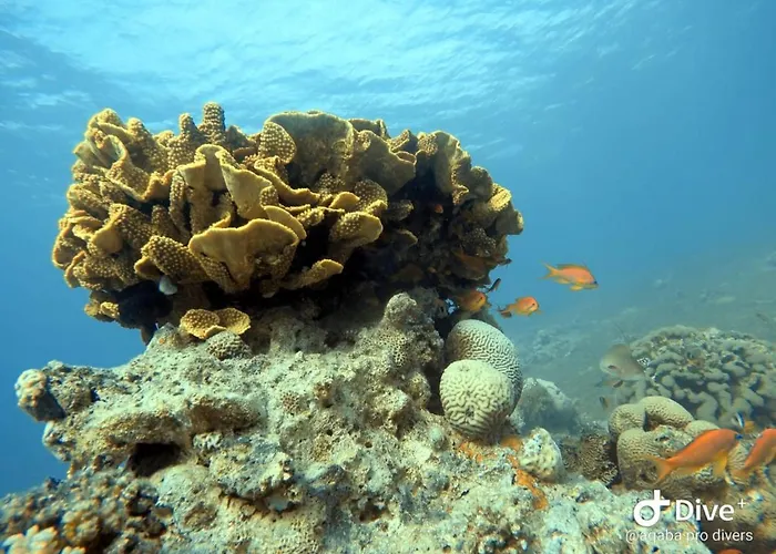 Aqaba Pro Divers