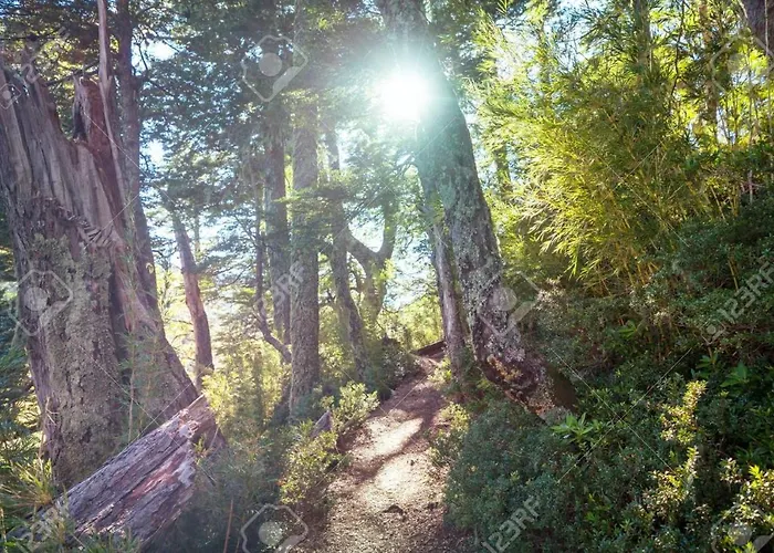 Foret Austral