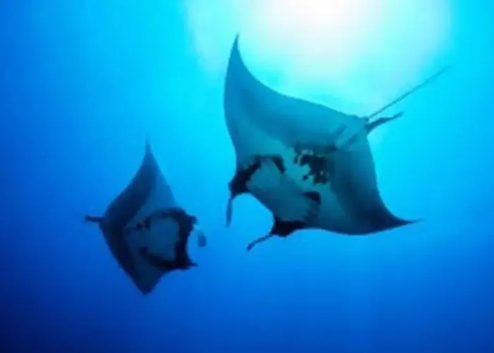 White Sandy Beach-Best Manta Snorkeling