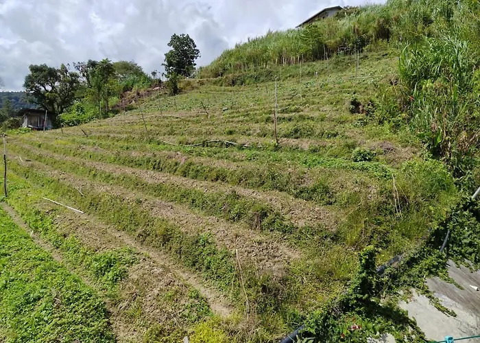 Kundasang Mount Garden