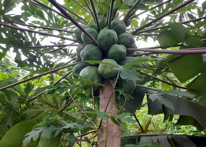 Splanada Poilon