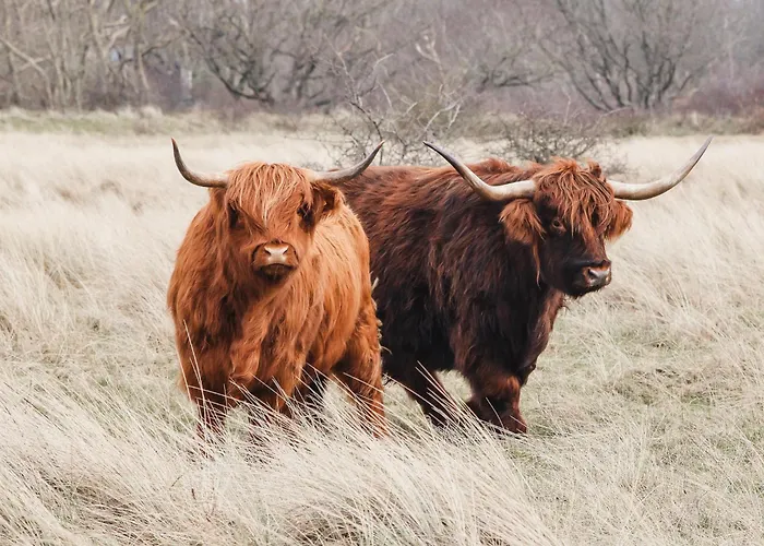 Zoomers Aan Het Bos