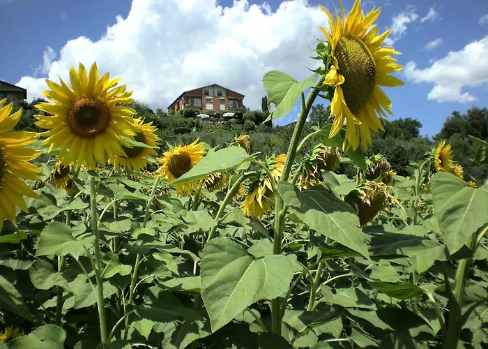 Hotel Sangallo B&B-Panoramic Position-Valley And Vineyard View-Family Run