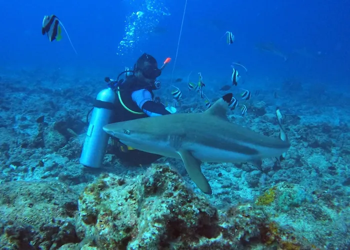 Ratu Kini Dive & Stay