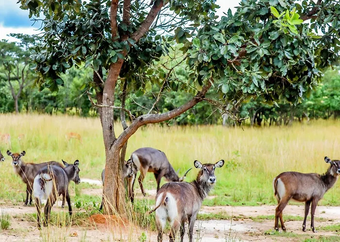 Baluba Game Resort