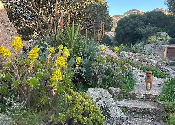 L'Olivastro Appartamenti a Porto Cervo