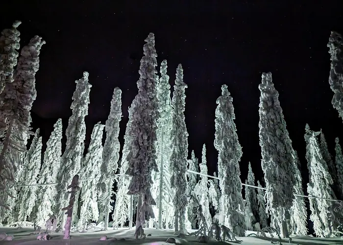 Arctic Nest Forest Cabin