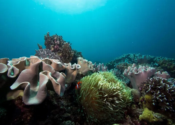 Liberty'S Lodge And Diving - Apo Island