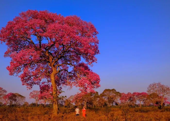 Hotel Pantanal Mato Grosso