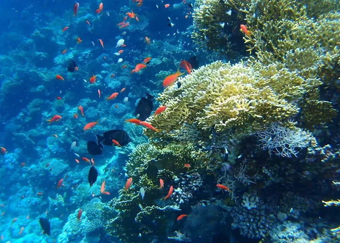 Reef House