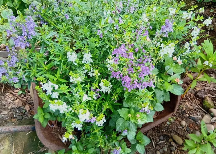 Refúgio Beija Flor SC