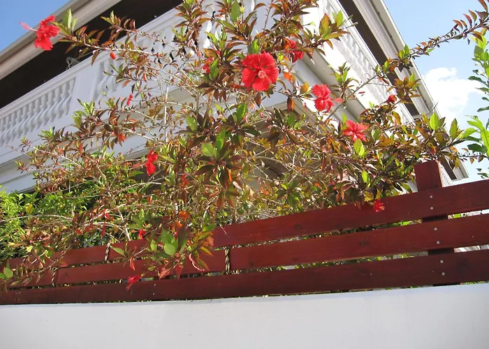ハイビスヤブ Hibisyabu