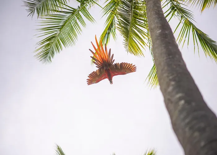 Tambor Tropical Beach Resort- Adults Only