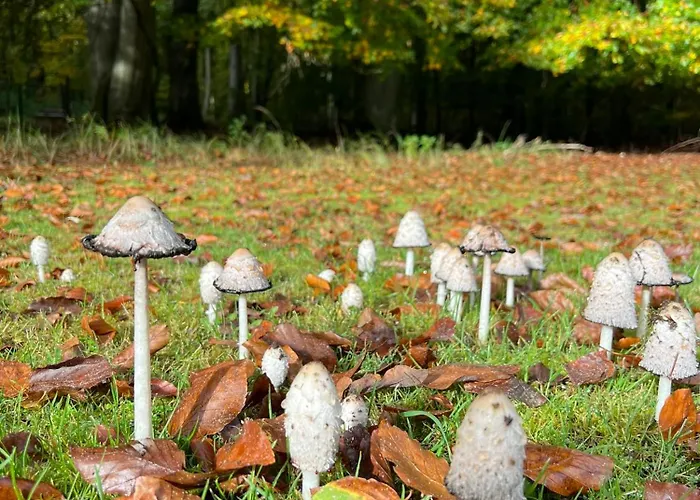 Hotel Garni Jagdschloss Waldsee mit Frühstücksbuffet&Schlossküche für Selbstversorger