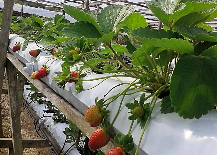 Strawberry Garden Hotel