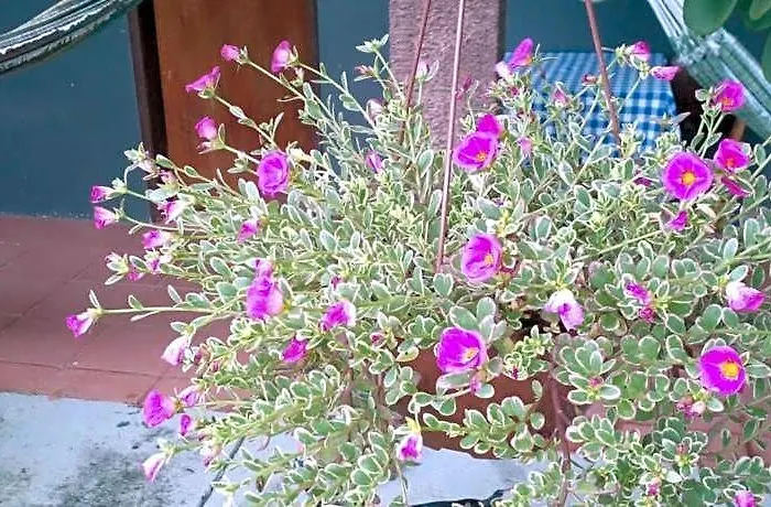 Pousada Sol das Amendoeiras