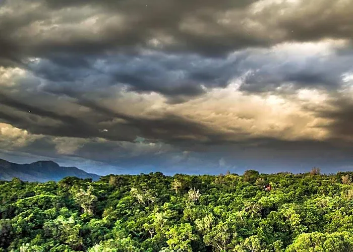 Teniqua Treetops