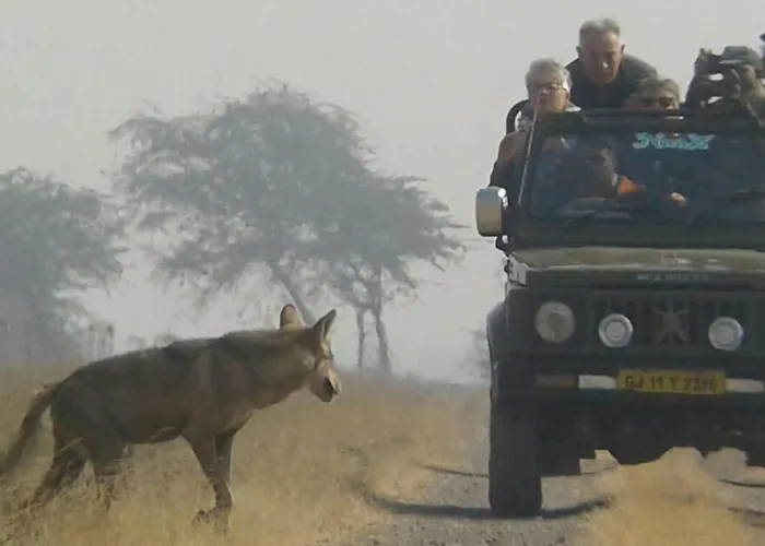Blackbuck Safari Lodge Velavadar