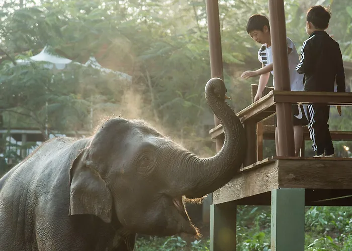 Chiang Mai Elephant Friends