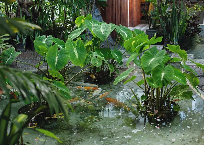 Oasis Hotel Waikiki