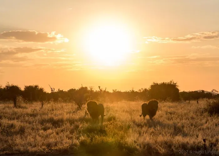 Okavango Lodge
