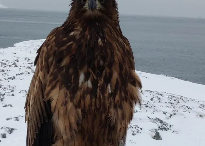 Eagle View